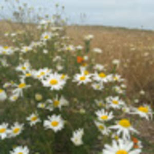 Meet your Posher, Maya